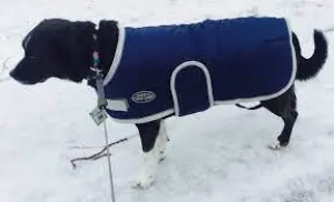 Shedrow K9 Tundra Navy with Grey Trim 2XL SALE