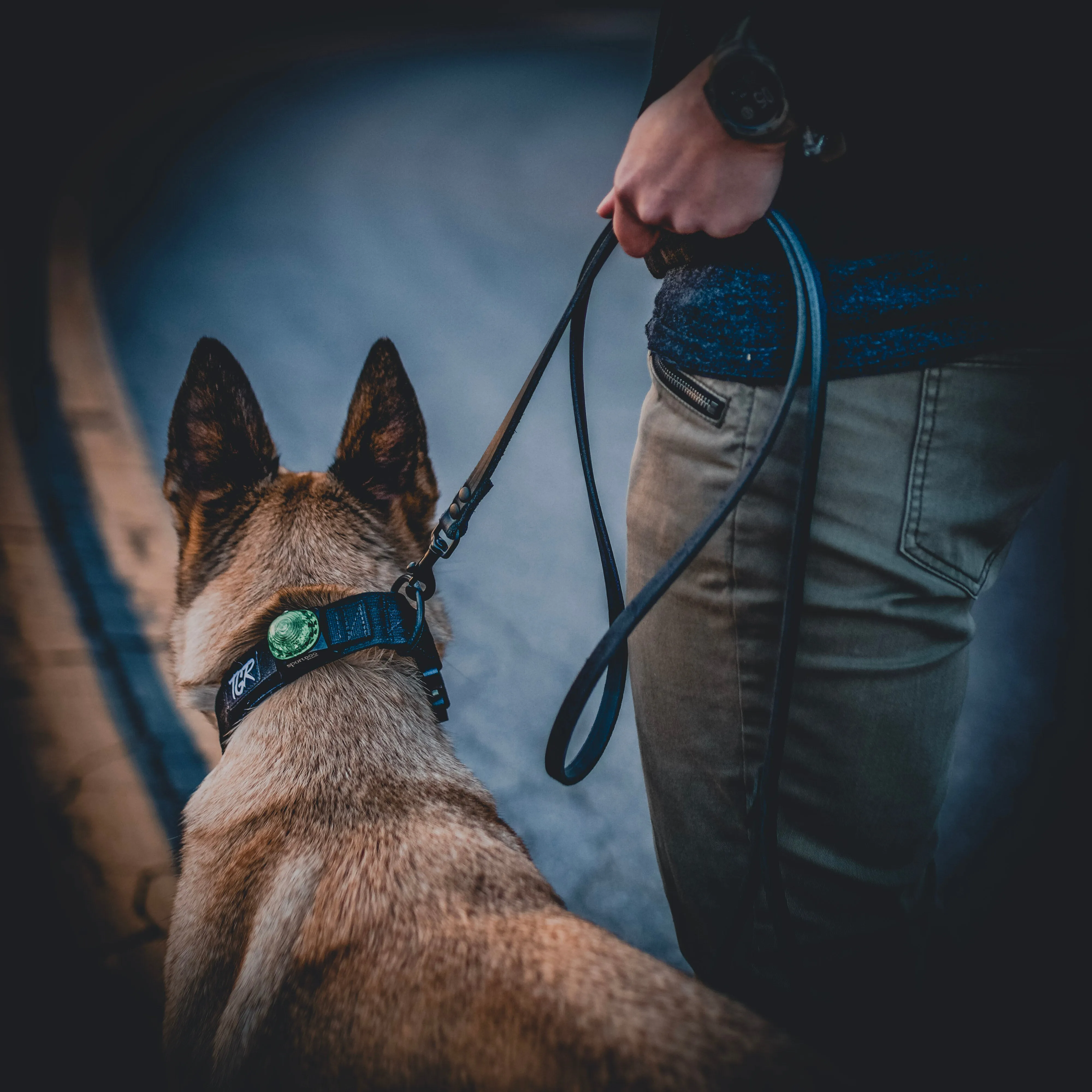 The Everyday Leash