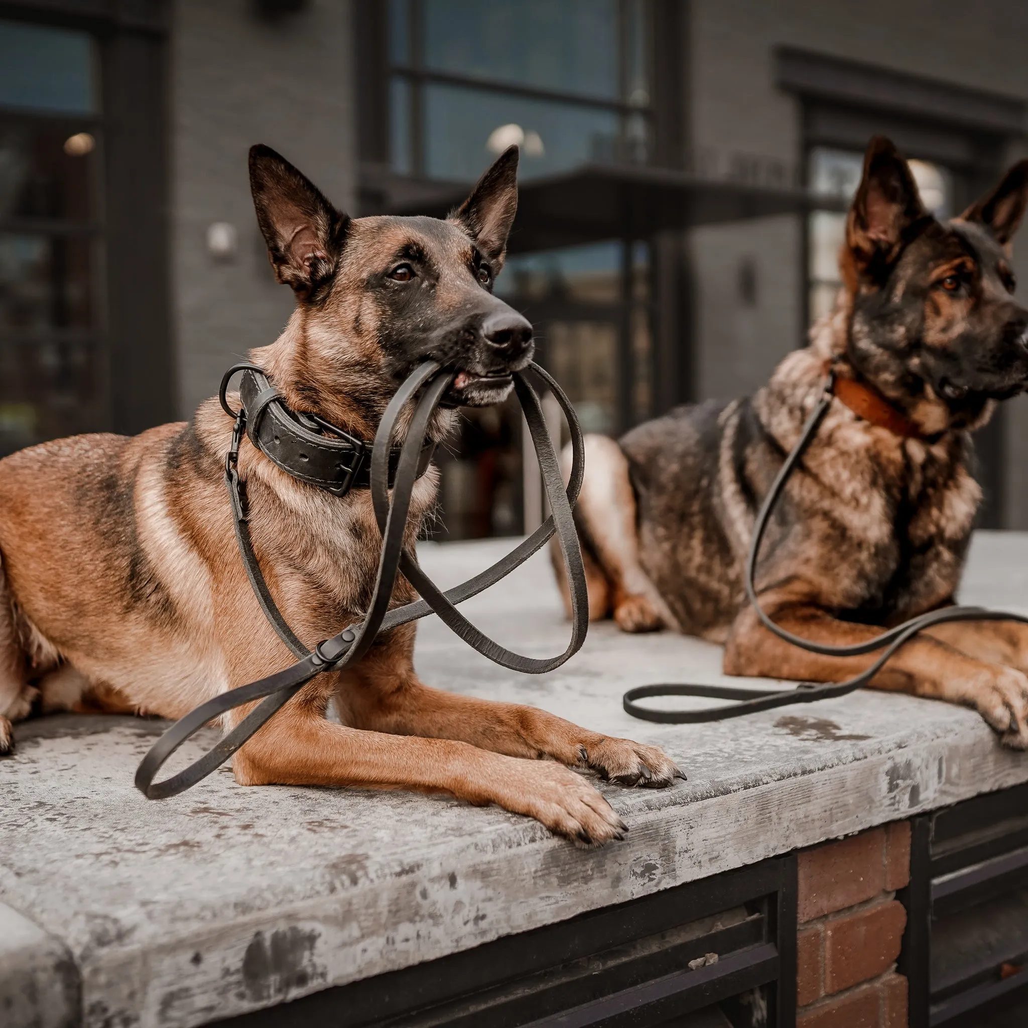 The Everyday Leash